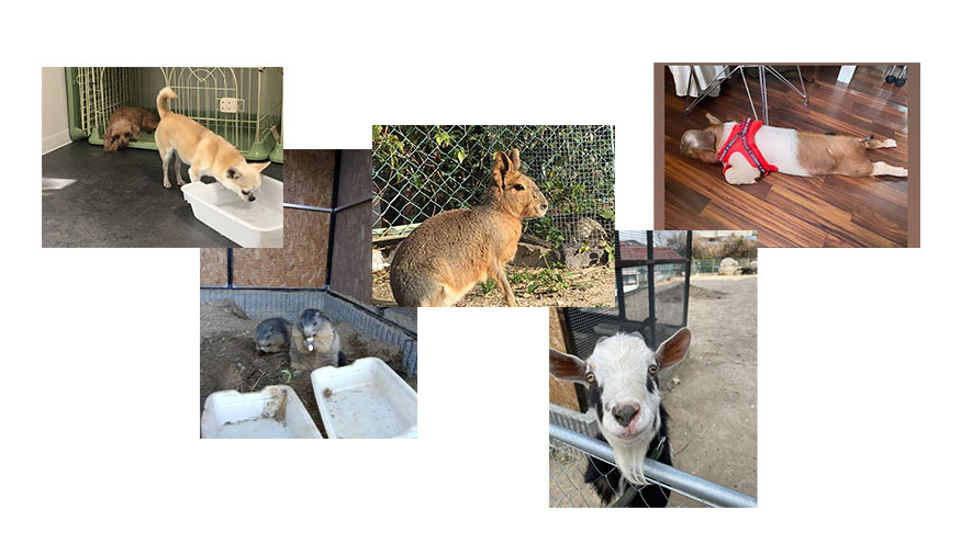 動物保護 募金